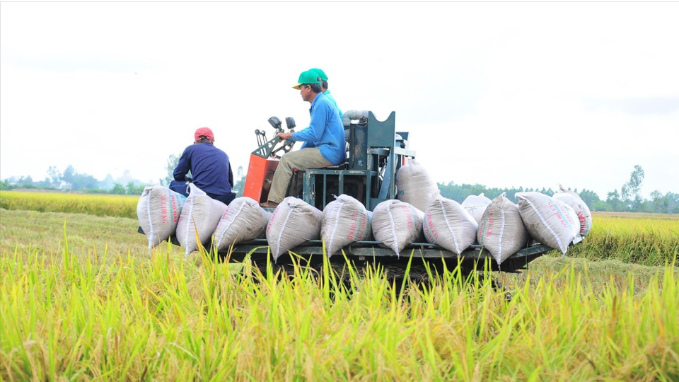 Gi&aacute; l&uacute;a gạo h&ocirc;m nay 12/1: gạo c&oacute; xu hướng giảm tiếp. Ảnh minh hoạ.&nbsp;