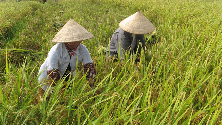 Gi&aacute; l&uacute;a gạo h&ocirc;m nay 16/1: gi&aacute; gạo giảm nhẹ. Ảnh minh họa.