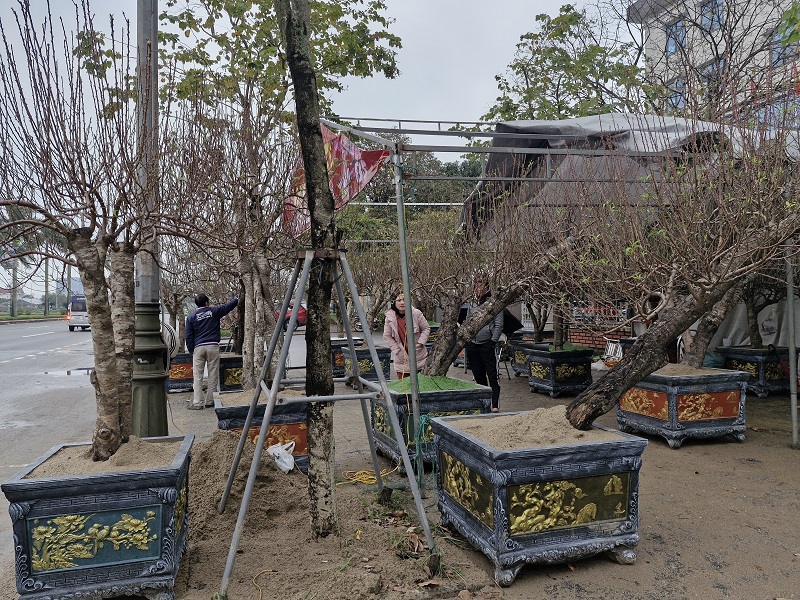 "C&aacute;c hộ kinh doanh đều lựa chọn vị tr&iacute; đẹp, thuận lợi để b&aacute;n hoa, c&acirc;y cảnh. Hiện nay, sức ti&ecirc;u thụ chưa lớn, v&igrave; hầu hết kh&aacute;ch h&agrave;ng chủ yếu đang c&ograve;n đi ngắm hoa, tham khảo gi&aacute; b&aacute;n trước khi mua", chị Nguyễn Thị Long ở TP H&agrave; Tĩnh cho biết