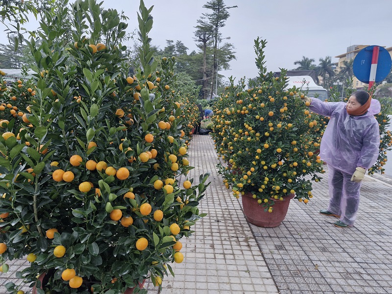 Những ng&agrave;y n&agrave;y nhiệt độ ở H&agrave; Tĩnh xuống thấp, r&eacute;t buốt, nhưng sắc v&agrave;ng, sắc đỏ của quả quất gợi l&ecirc;n kh&ocirc;ng kh&iacute; ấm &aacute;p khi m&ugrave;a Xu&acirc;n đang về