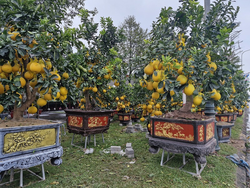 "Thị trường hoa, c&acirc;y cảnh năm nay kh&aacute; phong ph&uacute;, đa dạng. Đối với những c&acirc;y độc, l&aacute; gi&aacute; rao b&aacute;n kh&aacute; cao, nhưng mặt bằng chung th&igrave; gi&aacute; kh&ocirc;ng cao hơn so với những năm trước. Gia đ&igrave;nh t&ocirc;i đang lựa chọn mua một số c&acirc;y đưa về trưng tết, ph&ugrave; hợp với sở th&iacute;ch v&agrave; quan niệm, ước nguyện ng&agrave;y Xu&acirc;n", anh Nguyễn Văn Th&agrave;nh ở phường Nam H&agrave;, TP H&agrave; Tĩnh chia sẻ