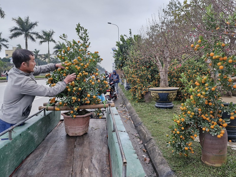 Th&uacute; chơi hoa, c&acirc;y cảnh ng&agrave;y tết l&agrave; phong tục, n&eacute;t đẹp văn h&oacute;a của d&acirc;n tộc Việt Nam. Hoa, c&acirc;y cảnh rộn r&agrave;ng xuống phố b&aacute;o hiệu m&ugrave;a Xu&acirc;n mới Ất Tỵ đang về mang đến nhiều niềm vui, dự cảm tốt l&agrave;nh, cuộc sống an khang, hạnh ph&uacute;c&nbsp;