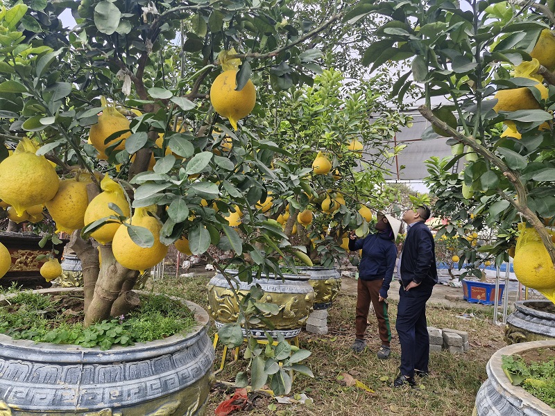 Thời tiết kh&ocirc;ng mưa, nắng nhẹ tạo nhiều thuận lợi cho c&aacute;c hộ kinh doanh, bu&ocirc;n b&aacute;n hoa, c&acirc;y cảnh phục vụ nhu cầu của người ti&ecirc;u d&ugrave;ng