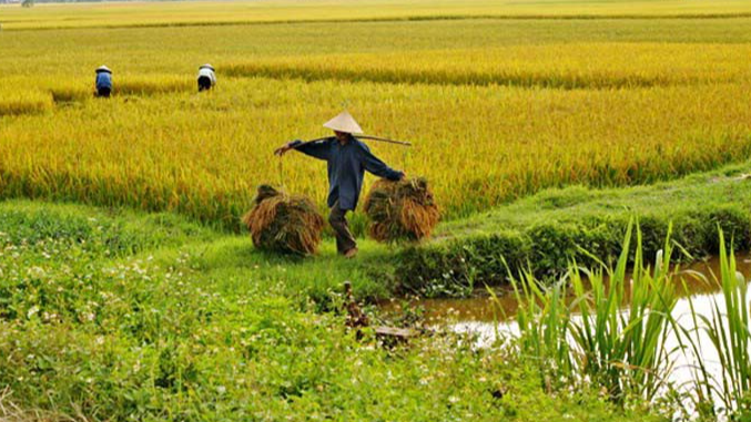 Gi&aacute; l&uacute;a gạo h&ocirc;m nay 21/1: gi&aacute; gạo giảm nhẹ. Ảnh minh họa.