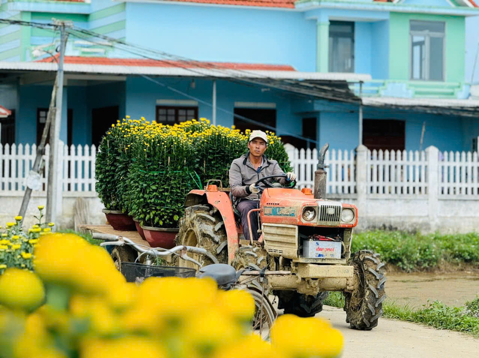 Nghĩa Hiệp l&agrave; v&ugrave;ng trồng hoa c&uacute;c lớn nhất nh&igrave; miền Trung. Ngo&agrave;i hoa c&uacute;c l&agrave; giống chủ lực c&ograve;n c&oacute; nhiều giống hoa kh&aacute;c như hoa hồng, vạn thọ, dạ yến thảo, ngũ sắc....