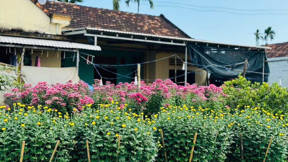 Hơn 50 năm qua, người d&acirc;n ở đ&acirc;y đ&oacute;n xu&acirc;n "sớm" hơn những nơi kh&aacute;c bởi c&aacute;c lo&agrave;i hoa tỏa hương sắc rực rỡ c&ugrave;ng kh&ocirc;ng kh&iacute; mua b&aacute;n rộn r&agrave;ng, s&ocirc;i nổi diễn ra khắp nơi.&nbsp;