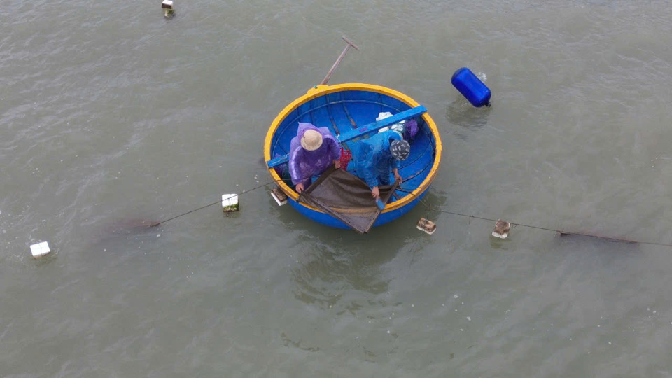 Mỗi buổi s&aacute;ng, ngư d&acirc;n ch&egrave;o th&uacute;ng ra biển để kiểm tra vỉ đ&atilde; đặt trước đ&oacute;. Sau khi k&eacute;o vỉ l&ecirc;n, ngư d&acirc;n kiểm tra c&aacute;c lỗ tr&ecirc;n thanh gỗ để bắt t&ocirc;m.