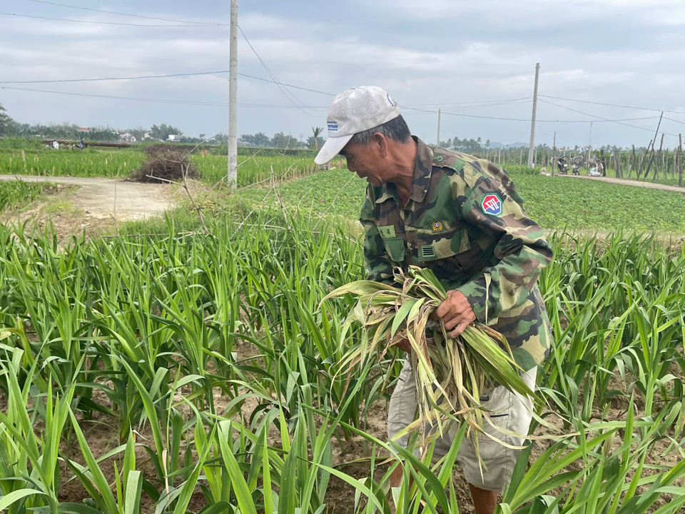 N&ocirc;ng d&acirc;n nhổ bỏ số hoa bị chết, hư hại.