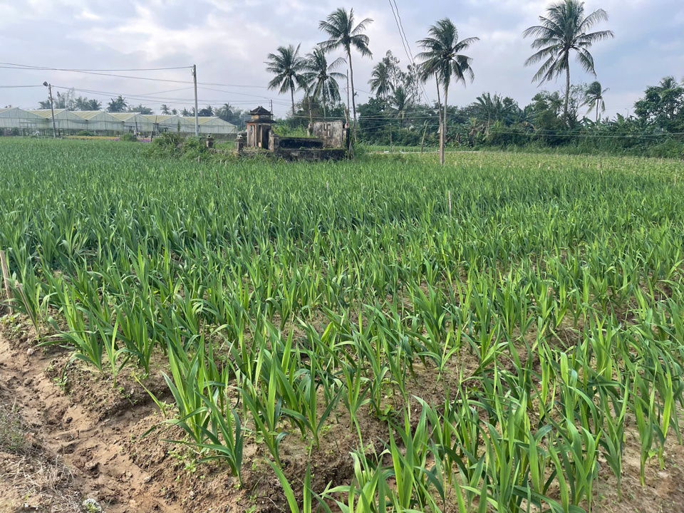 Lay ơn c&oacute; chi ph&iacute; đầu tư kh&aacute; lớn nhưng cũng l&agrave; loại hoa mang lại lợi nhuận cao nếu thời tiết thuận lợi.