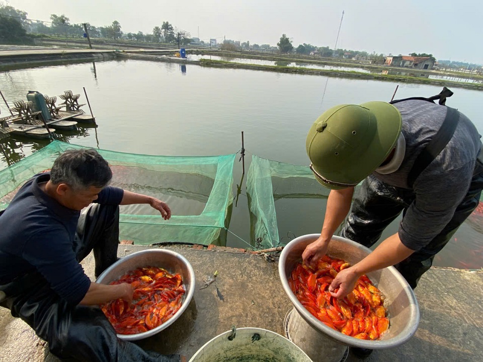 Với gi&aacute; b&aacute;n cao, người nu&ocirc;i c&aacute; ch&eacute;p đỏ ở Thanh H&oacute;a kiếm cả trăm triệu đồng mỗi vụ Tết.