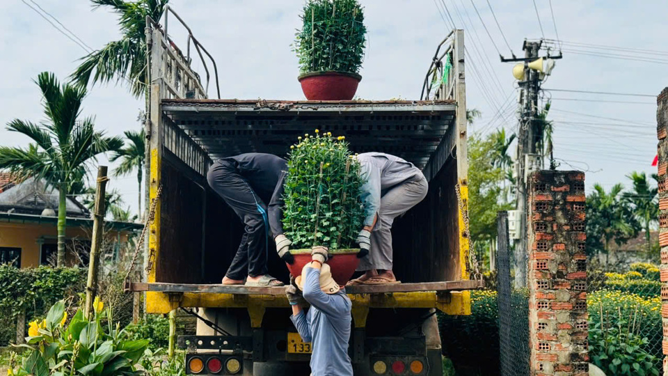 Đồng thời cũng tạo c&ocirc;ng ăn việc l&agrave;m cho c&aacute;c "phu" hoa (người vận chuyển hoa từ ruộng ra điểm tập kết).