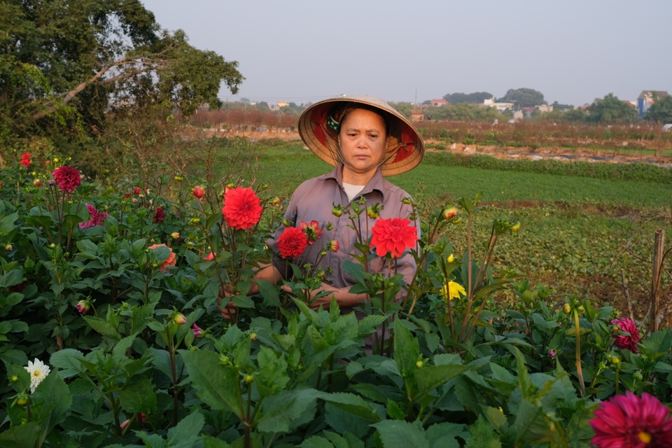 Chi ph&iacute; vật tư v&agrave; c&ocirc;ng chăm s&oacute;c nhiều hơn gấp đ&ocirc;i, nhưng gi&aacute; hoa thu hoạch năm nay gần như kh&ocirc;ng cao hơn so với c&ugrave;ng thời điểm năm 2023. Ảnh: Sỹ H&agrave;o.&nbsp;