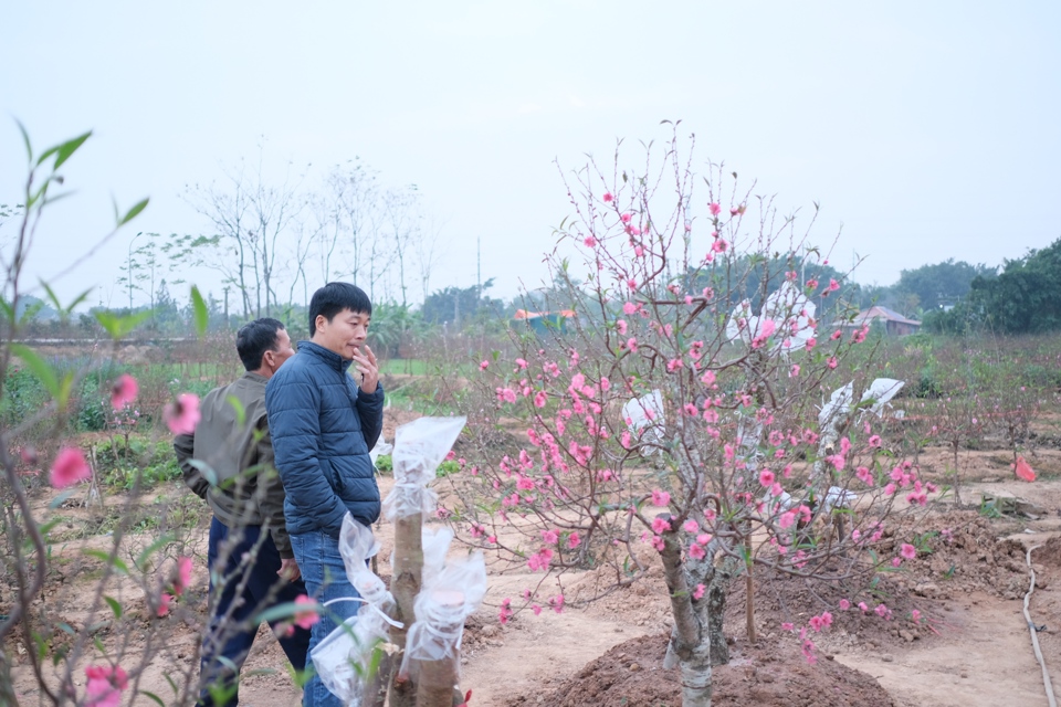 Gi&aacute; gốc đ&agrave;o thế ở Tiền Ch&acirc;u hiện tại dao động trong khoảng từ 3 - 5 triệu đồng/gốc. Ảnh: Sỹ H&agrave;o&nbsp;