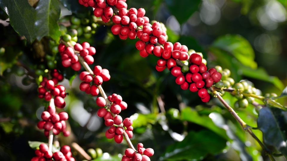 Gi&aacute; c&agrave; ph&ecirc; h&ocirc;m nay 19/1/2025: Robusta th&ecirc;m 40 USD/tấn, Đắk Lắk-Đắk N&ocirc;ng tăng nhẹ