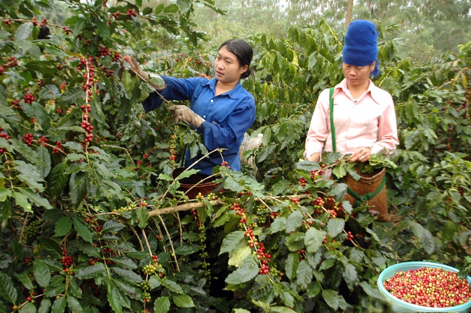 Gi&aacute; c&agrave; ph&ecirc; h&ocirc;m nay 27/1/2025: nhận định tuần n&agrave;y, c&agrave; ph&ecirc; s&aacute;ng cửa tăng?