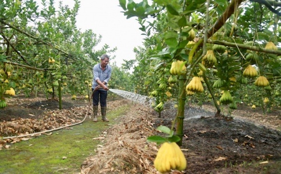 D&ugrave; l&agrave; huyện ven đ&ocirc;, tốc độ đ&ocirc; thị ho&aacute; nhanh nhưng tăng trưởng b&igrave;nh qu&acirc;n lĩnh vực n&ocirc;ng nghiệp giai đoạn 2021 - 2024 của huyện Ho&agrave;i Đức vẫn đạt 1,66%; tổng gi&aacute; trị sản xuất n&ocirc;ng nghiệp 4 năm qua đạt 5.196 tỷ đồng (ri&ecirc;ng năm 2024 ước đạt 1.327 tỷ đồng); tỷ lệ sản phẩm n&ocirc;ng nghiệp chủ lực của huyện được ứng dụng c&ocirc;ng nghệ cao đạt hơn 75%.