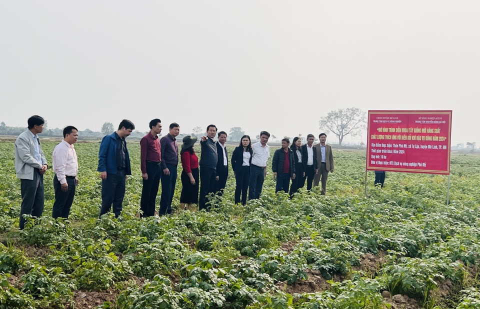 Gi&aacute;m đốc Sở NN&amp;PTNT H&agrave; Nội Nguyễn Xu&acirc;n Đại khảo s&aacute;t, đ&aacute;nh gi&aacute; m&ocirc; h&igrave;nh trồng khoai t&acirc;y vụ Đ&ocirc;ng 2024 tại x&atilde; Tự Lập, huyện M&ecirc; Linh. Ảnh: &Aacute;nh Ngọc