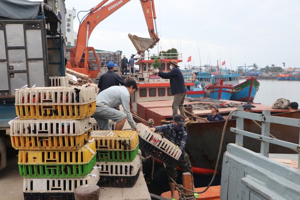 C&aacute;c t&agrave;u hoạt động hết c&ocirc;ng suất để chở h&agrave;ng h&oacute;a ra đảo L&yacute; Sơn.