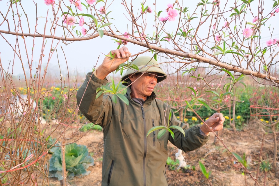 Năm 2024 l&agrave; một năm nhiều nhọc nhằn với những người l&agrave;m hoa c&acirc;y cảnh ở l&agrave;ng Tiền Ch&acirc;u. Ảnh Sỹ H&agrave;o.&nbsp;