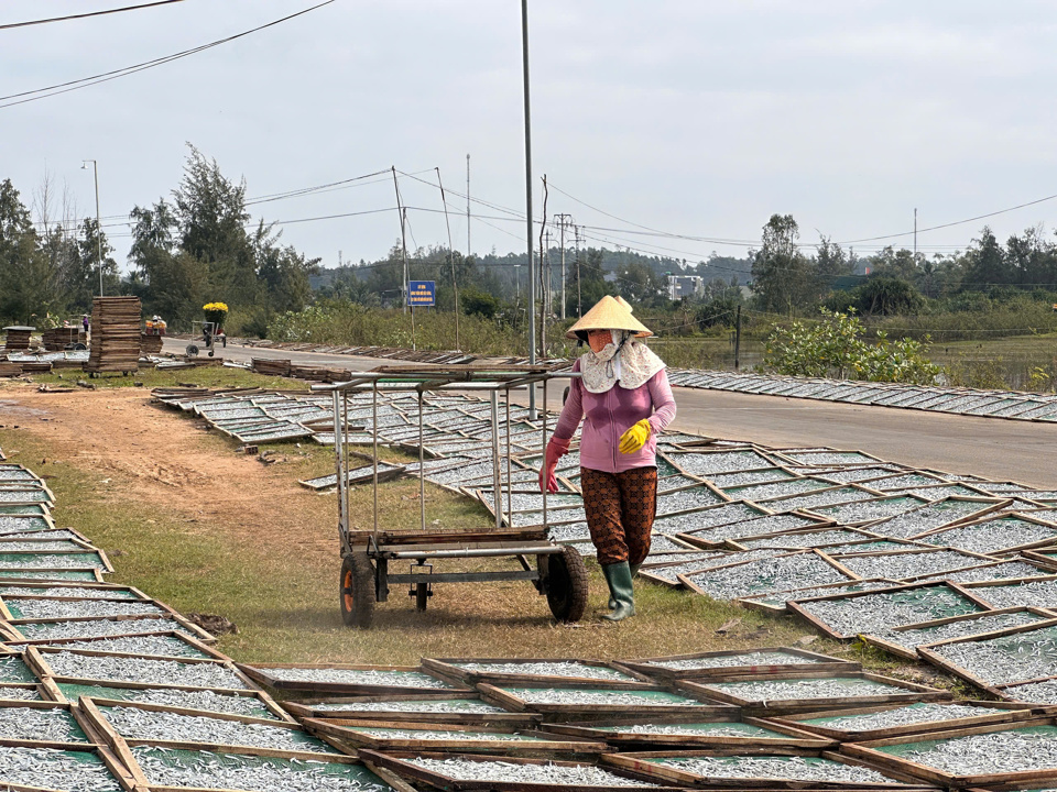 Ngư d&acirc;n Quảng Ng&atilde;i đang được m&ugrave;a c&aacute; cơm n&ecirc;n c&aacute;c cơ sở hấp c&aacute; c&agrave;ng tất bật.