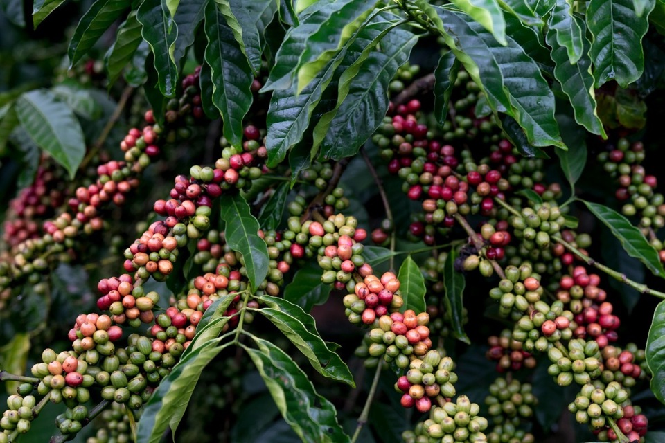 Gi&aacute; c&agrave; ph&ecirc; h&ocirc;m nay 21/2/2025: biến động mạnh, Robusta chịu t&igrave;nh cảnh như Arabica