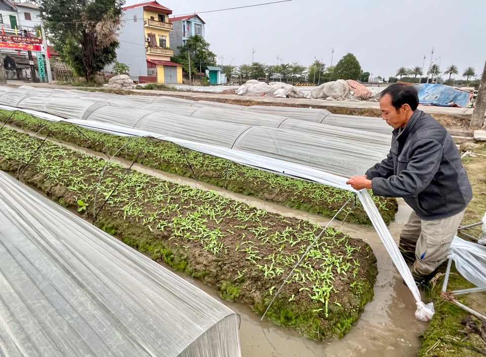 Che phủ nilon l&agrave; giải ph&aacute;p phổ biến của người d&acirc;n nhằm ph&ograve;ng, chống mưa r&eacute;t cho rau m&agrave;u.