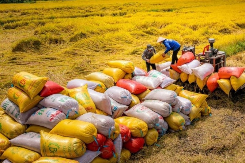 Tin tức kinh tế 28/2: xuất khẩu gạo sang Philippines giảm s&acirc;u. Ảnh minh hoạ.&nbsp;