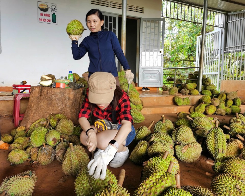 Trung Quốc l&agrave; thị trường ti&ecirc;u thụ ch&iacute;nh của sầu ri&ecirc;ng Việt Nam. Ảnh minh hoạ