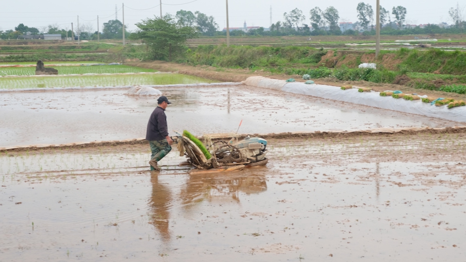 B&agrave; con n&ocirc;ng d&acirc;n tại H&agrave; Nội t&iacute;ch cực lấy nước, đổ ải, gieo cấy l&uacute;a Xu&acirc;n.