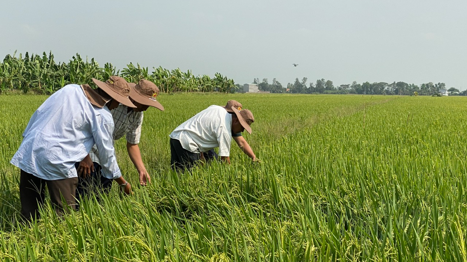 Gi&aacute; l&uacute;a gạo h&ocirc;m nay 12/3: gạo xuất khẩu tăng nhẹ. Ảnh minh hoạ.&nbsp;