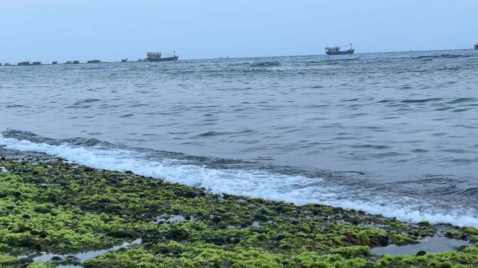 B&atilde;i đ&aacute; phủ r&ecirc;u ẩn hiện b&ecirc;n ch&acirc;n s&oacute;ng.