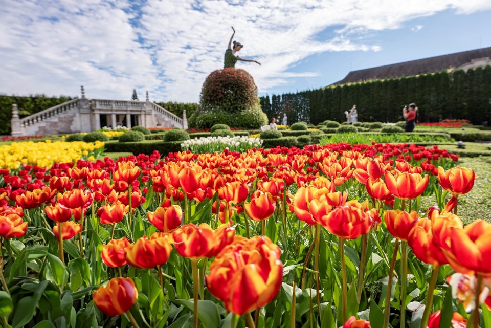 Ngo&agrave;i khung cảnh thần ti&ecirc;n giữa biển m&acirc;y, Sun World Ba Na Hills vẫn khiến l&ograve;ng người m&ecirc; mẩn bởi những vườn hoa tulip đang khoe sắc rực rỡ vẫn đang độ nở rực rỡ nhất.