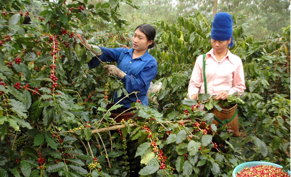 Gi&aacute; c&agrave; ph&ecirc; h&ocirc;m nay 16/3/2025: Robusta tăng tuần n&agrave;y, trong nước th&ecirc;m đến 2.000 đồng/kg