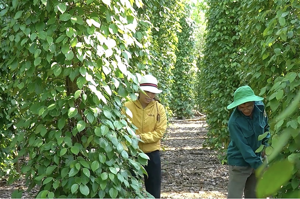 Giá tiêu hôm nay 4/3/2025: tăng ở Đắk Nông, tiêu trắng Indonesia tăng mạnh - Ảnh 1