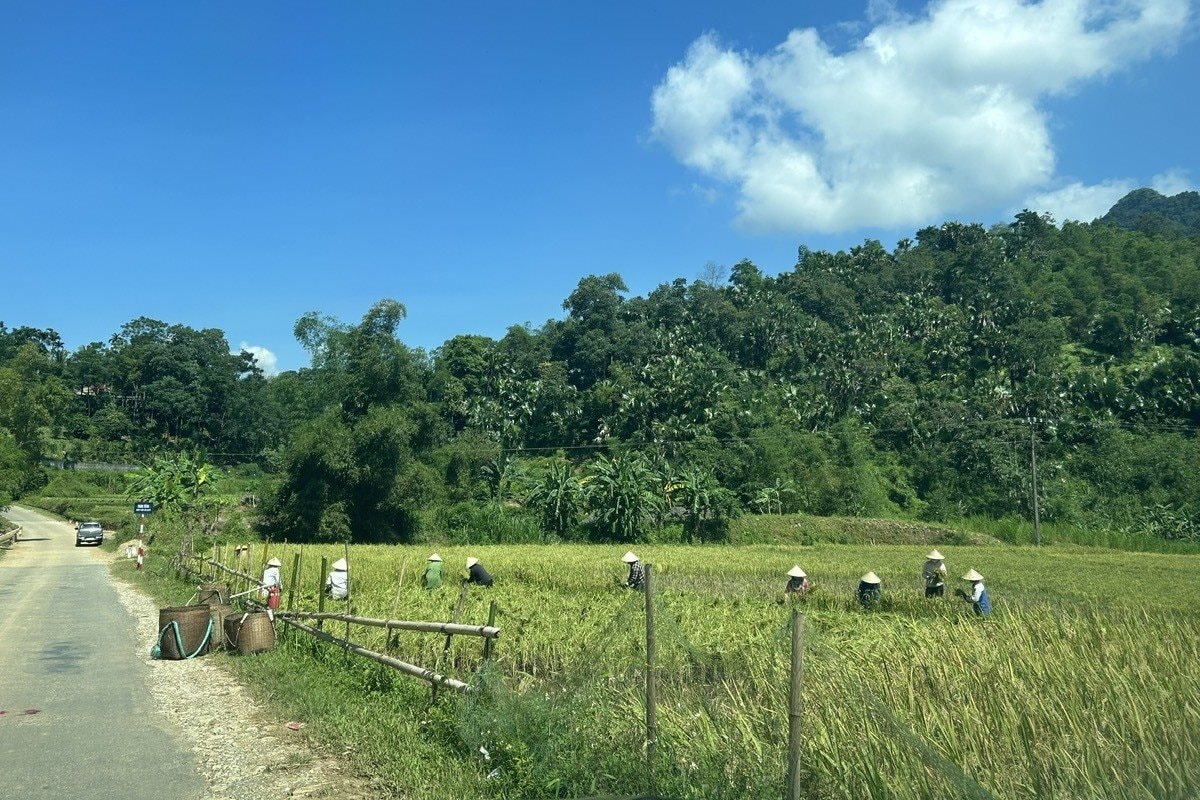gatlua gatlua.jpg