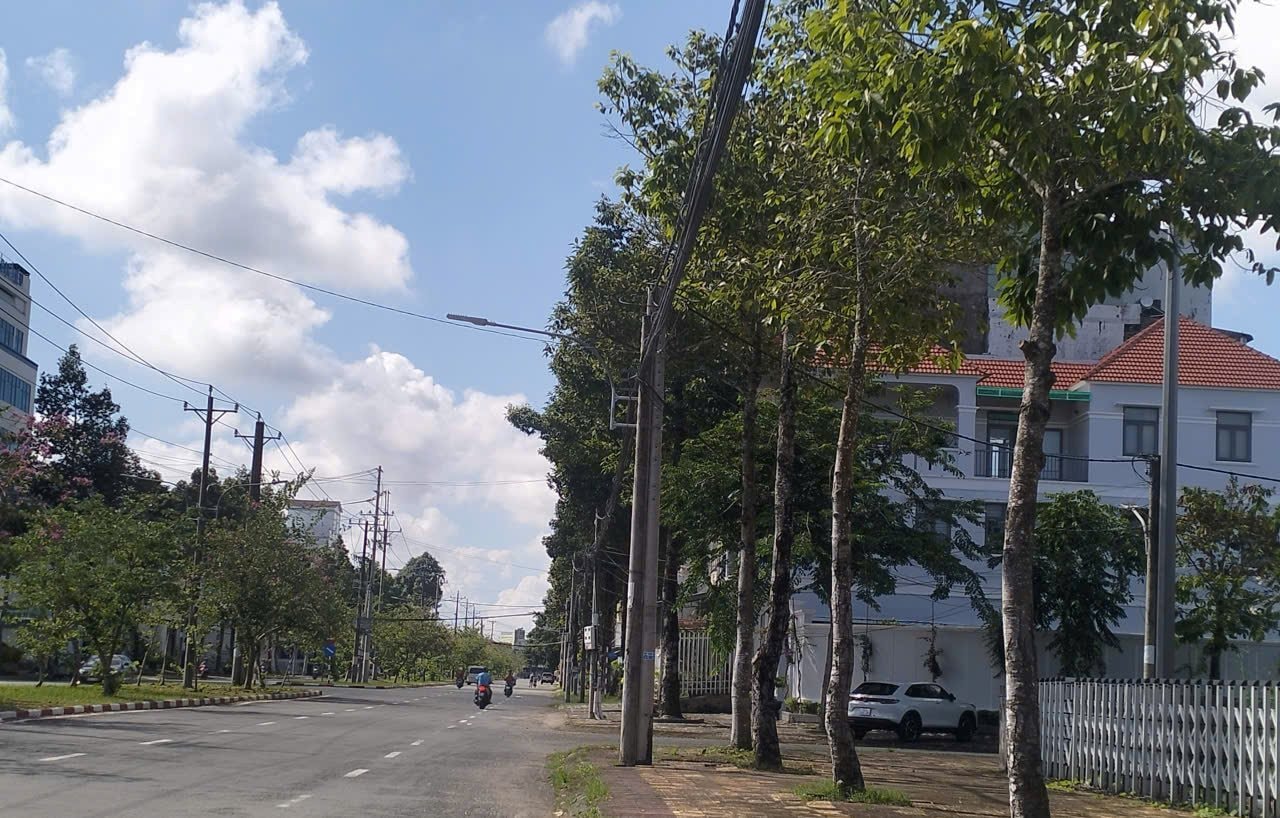cay-xanh cay-xanh.jpg
